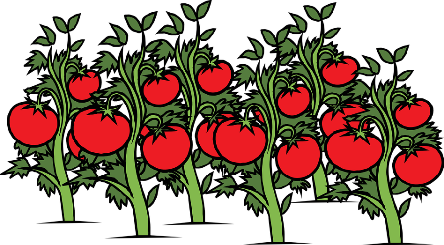 Kaum Zu Glauben, Aber Wahr, - Tomato Plant Clipart (900x497)