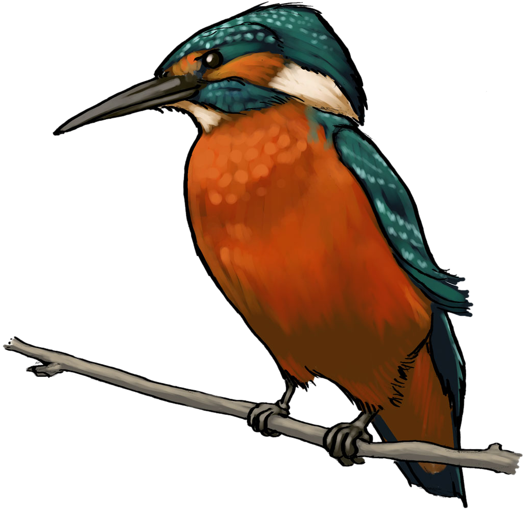 Kingfisher Clipart - Kingfisher Bird Hd Png (1107x1206)