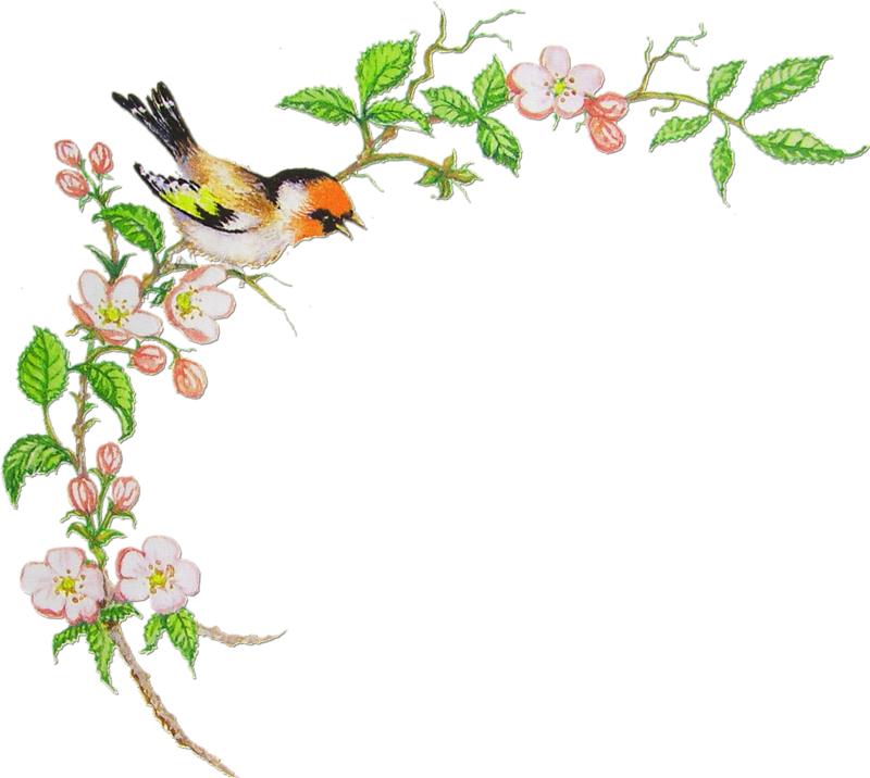 Птичка На Ветке - Bird Backgrounds And Frames (800x716)
