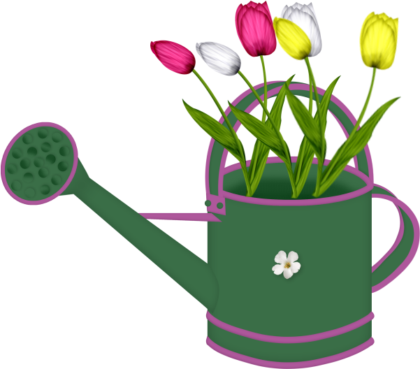 Tulips In Watering Cans - Tulip (700x600)