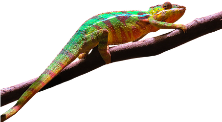 Tier, Chamäleon, Bunt, Exotisch, Reptil - Camouflage Animals Transparent (453x340)