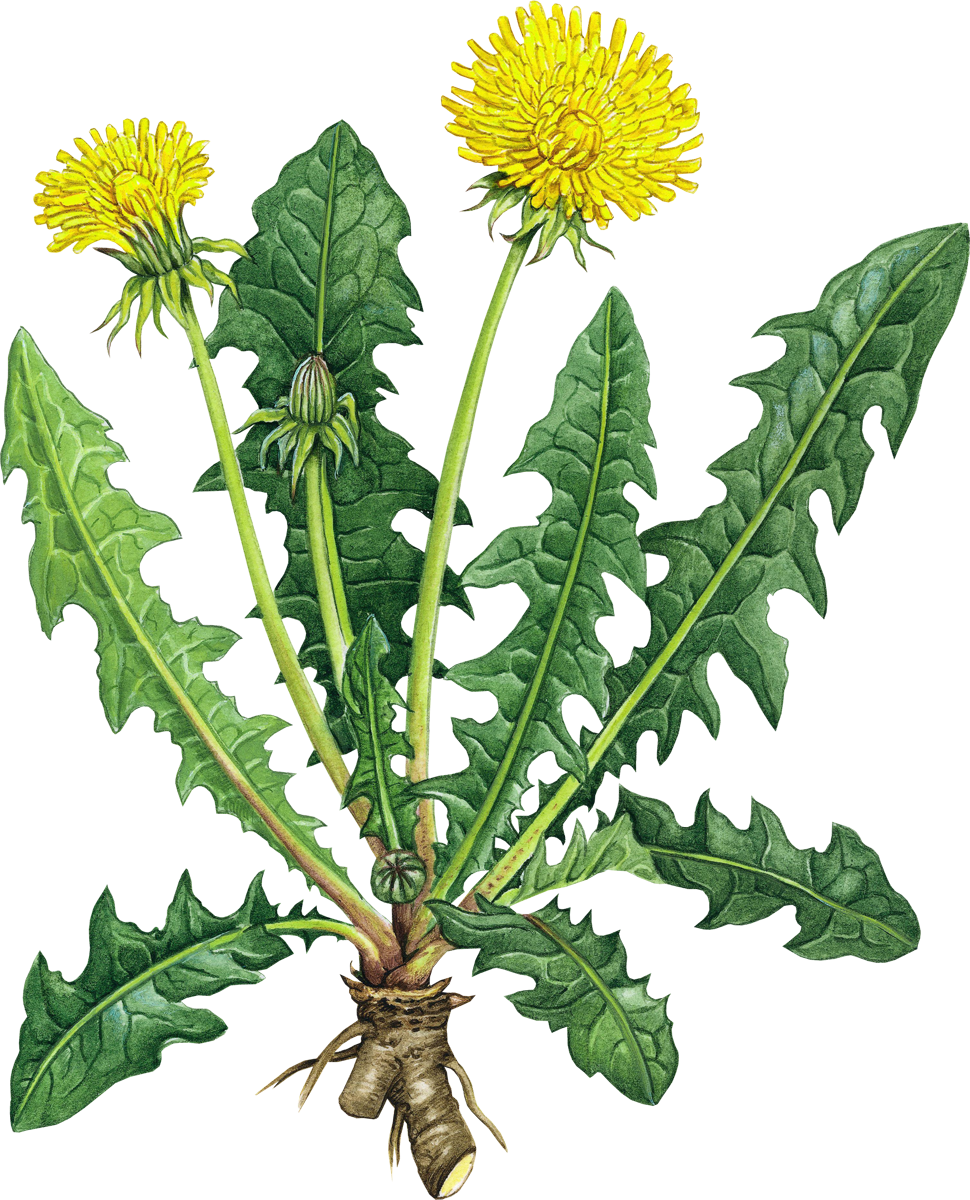 Universal Edibility Test - Health Benefits Of Dandelion Root (970x1200)