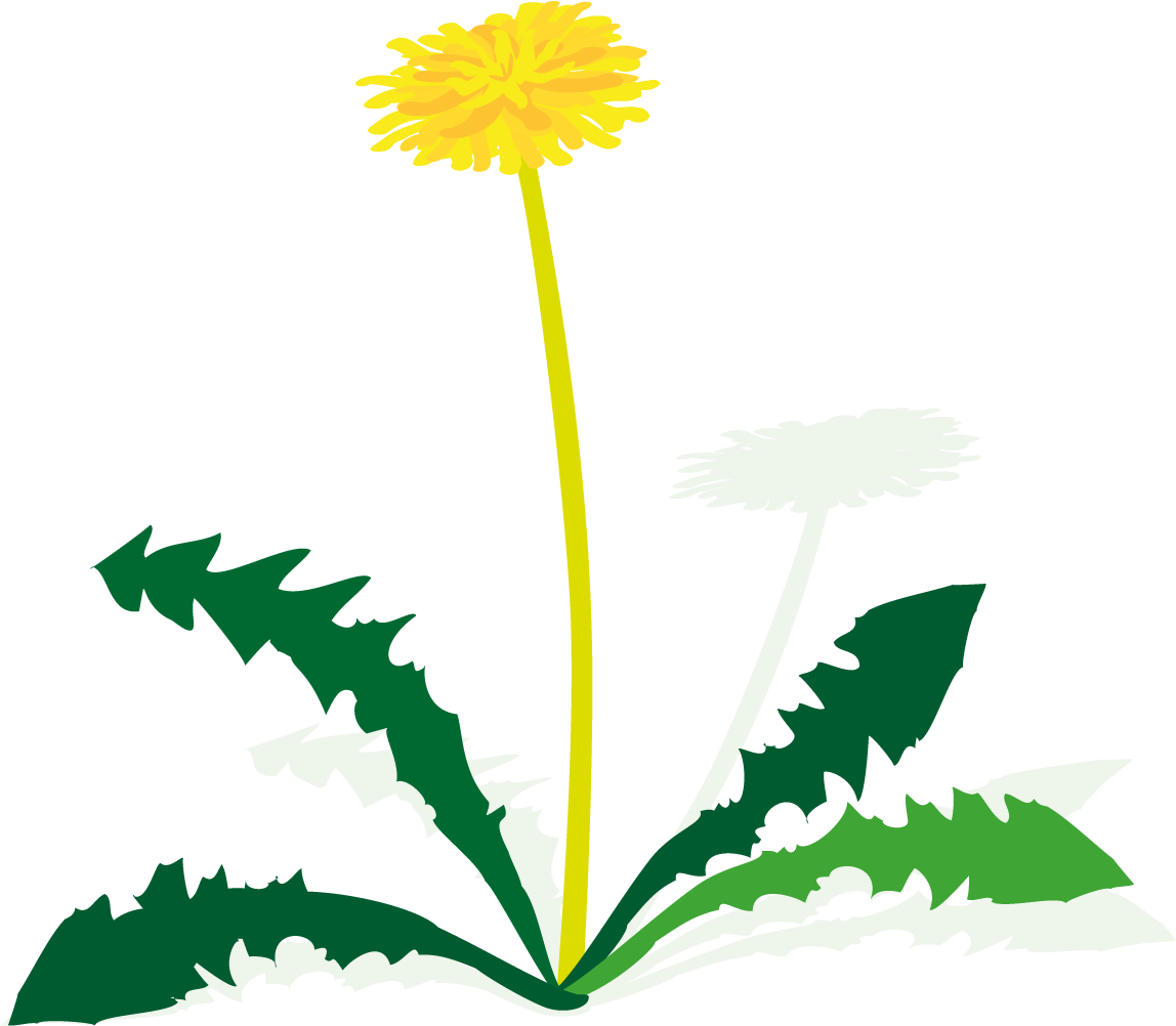 Löwenzahn - Dandelion (1213x1235)