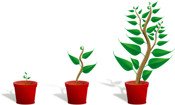 Bäumchen Pflanze Wächst Sämling Wachstum T - Getting To Know Plants (564x340)