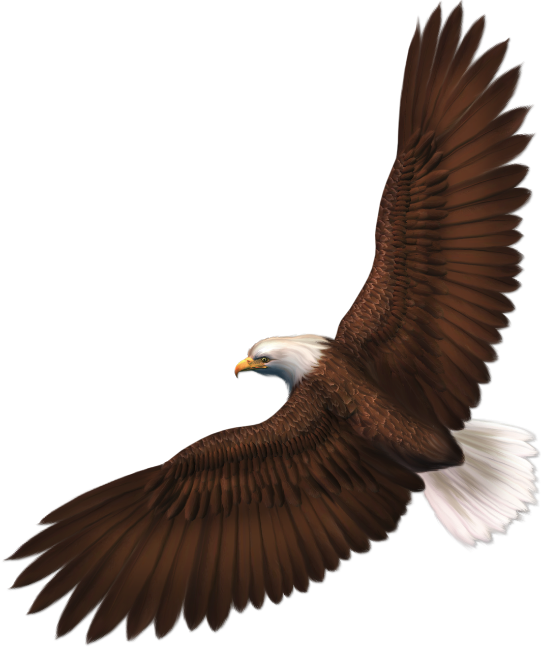 Transparent Eagle Png Picture - Eagle Clipart Transparent Background (1064x1276)
