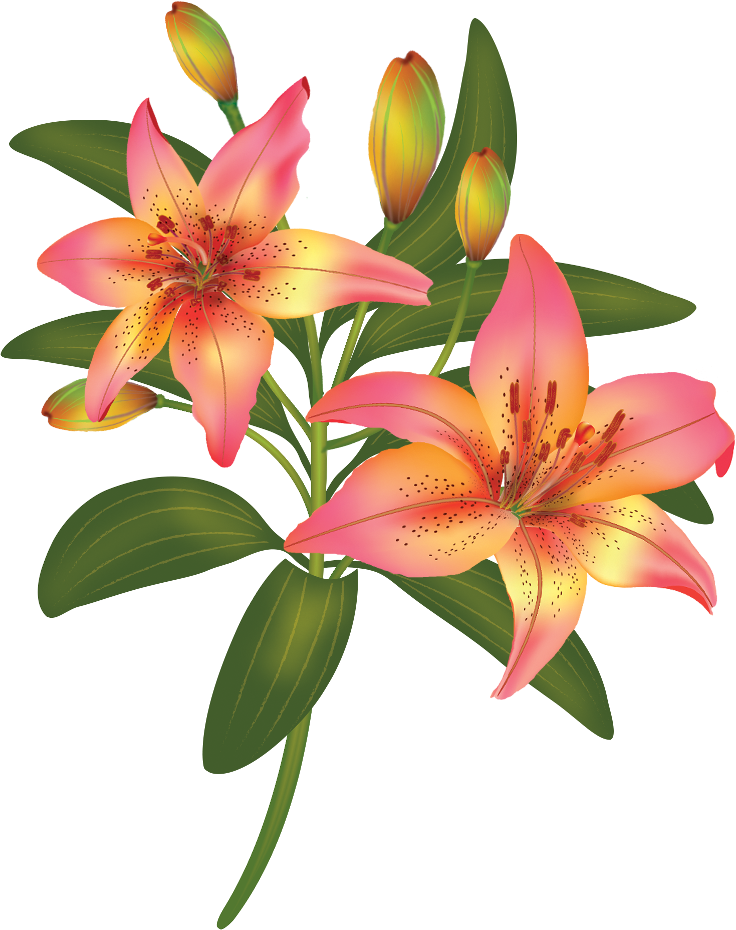 Bilder - Flower (1468x1898)