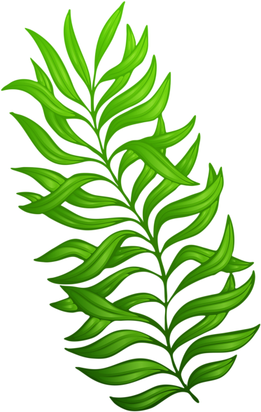Exotic Green Plant Png Clipart Image - Plant Clip Art Png (480x733)