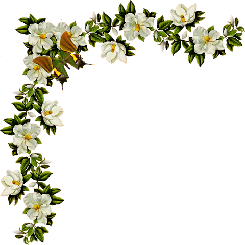 Imagens Para Decoupagem - Transparent Background Flower Clip Art (480x480)