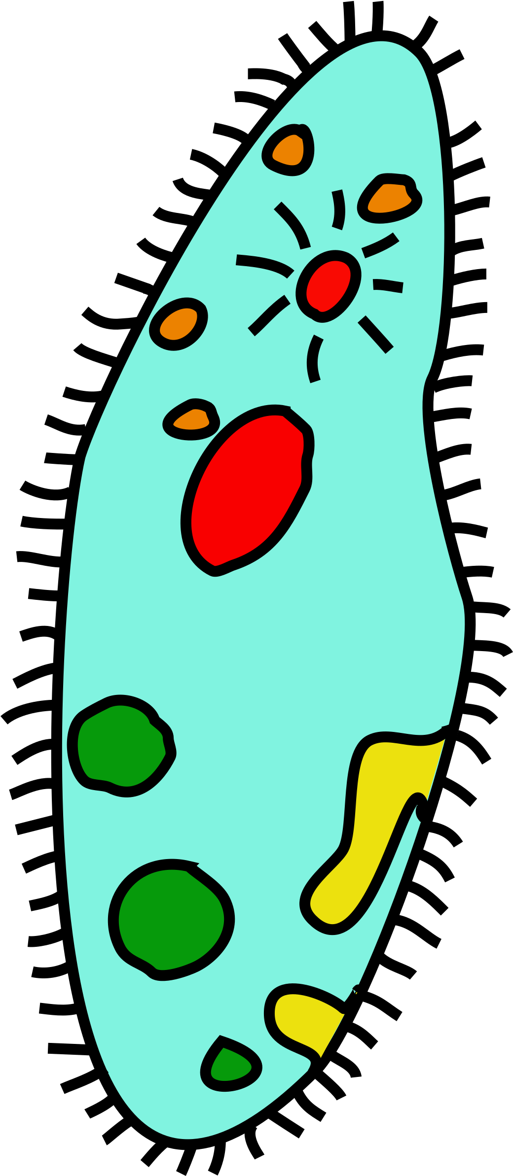 Big Image - Single Celled Organism Clipart (1044x2400)