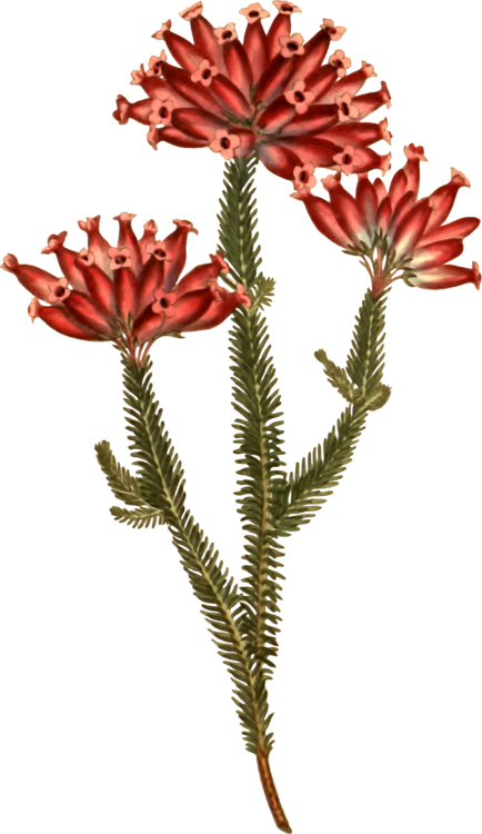 All Photo Png Clipart - Botany (434x750)