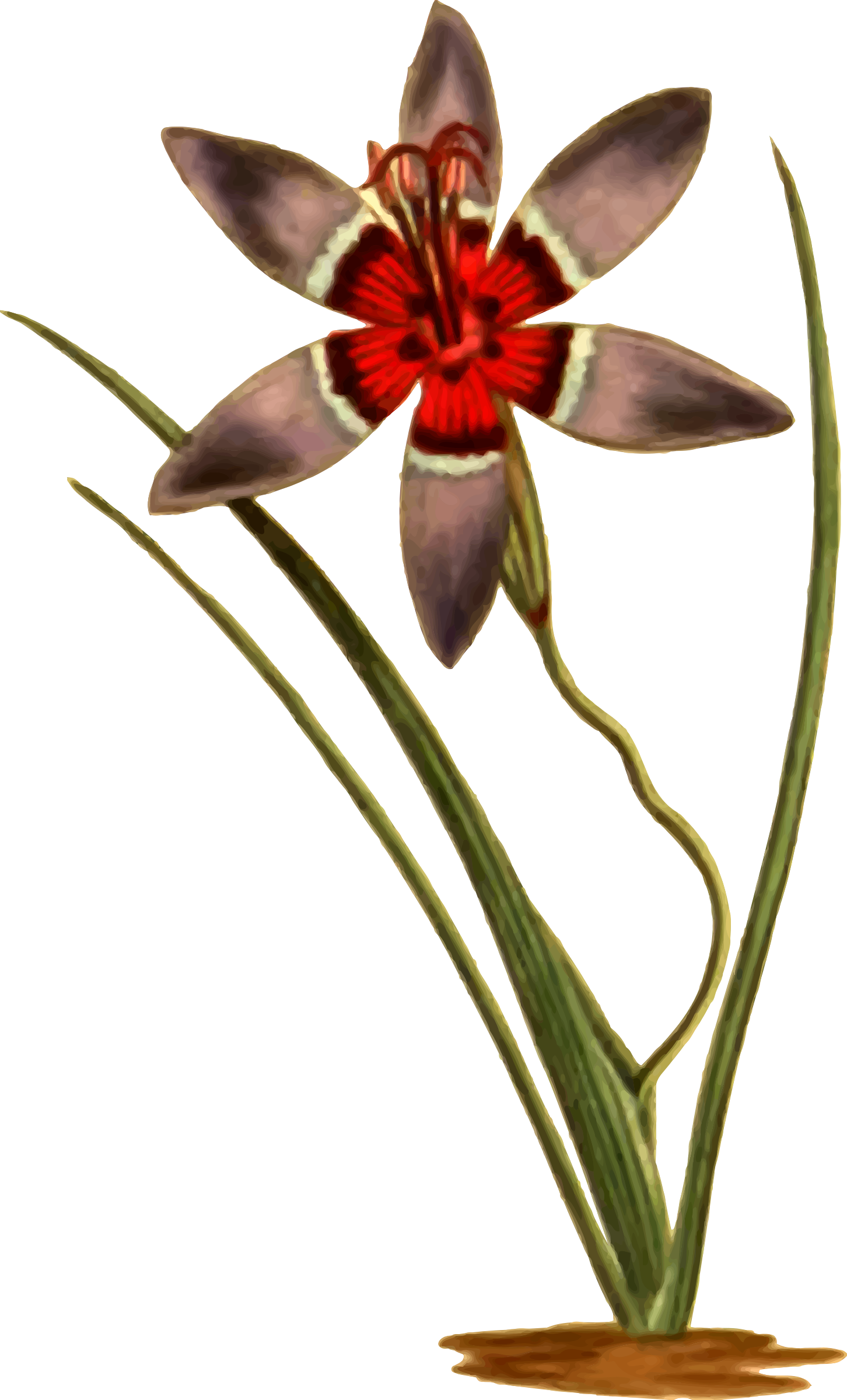 Graphic Transparent Clipart Plaid Ixia Big - Tulipa Humilis (1452x2400)