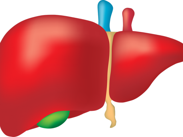 Organs Clipart Liver - Fegato Ingrossato (640x480)