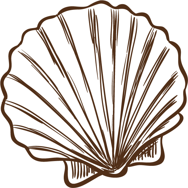 Seashell Illustration Hand Painted - 貝殼 圖案 (1000x1000)