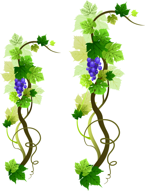 Grapevine Png Picture - First Holy Communion Invite Card (597x789)