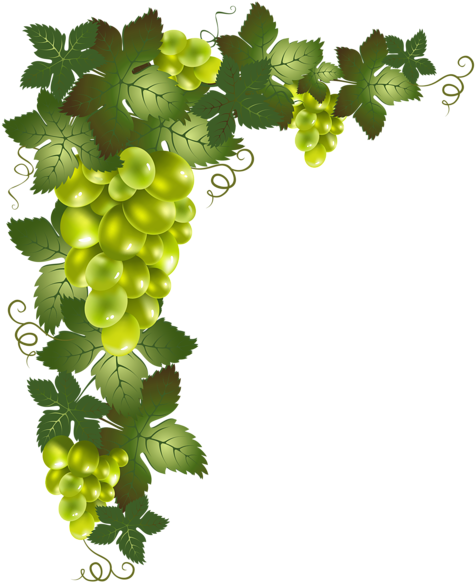 Grapevine Vector Divider Clipart Transparent Stock - Transparent Grape Vine Png (494x600)