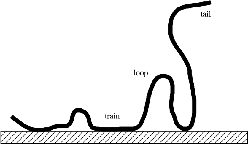 7 Schematic Representation Of Adsorbed Polymer Molecule - Polymer Adsorption (850x486)