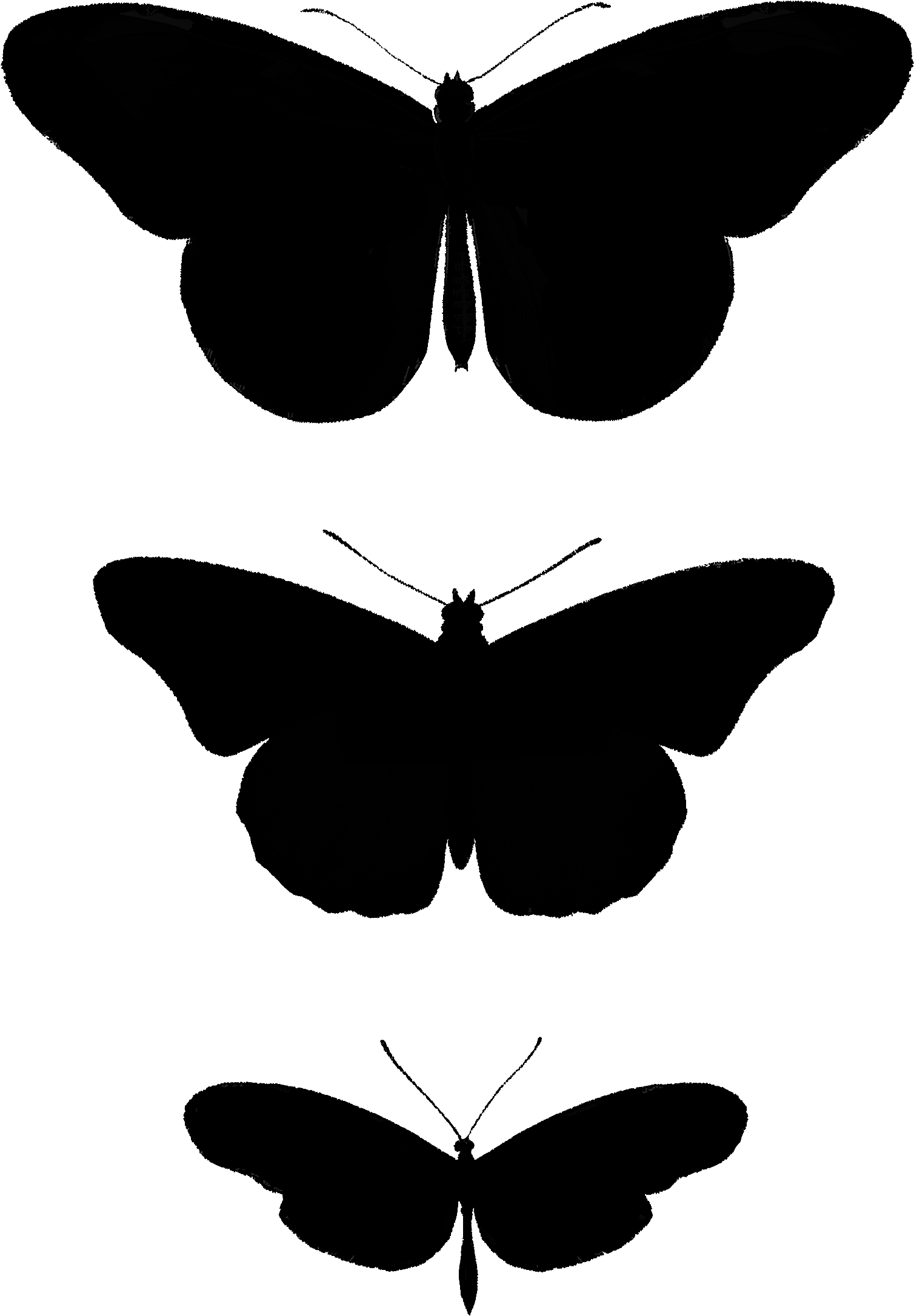 2267 Butterfly Silhouettes Free Vintage Clip Art➢ Download - Brush-footed Butterfly (2550x3300)