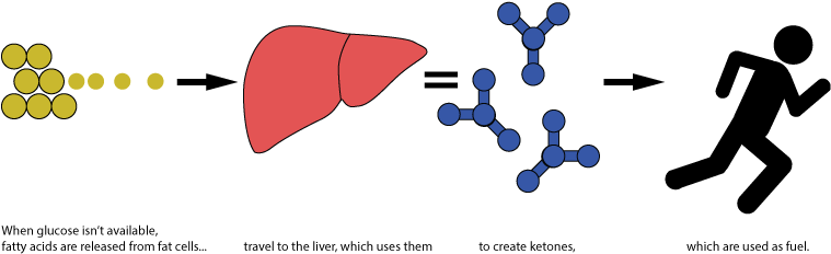 Keto Diagram - Ketoscience Reddit (800x300)
