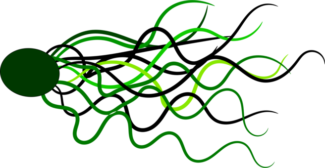 Line Curve Green Circle Shape - Yeşil Şemsiye Png Vektör (656x340)