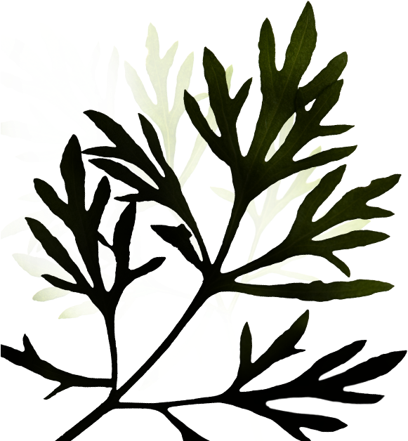 I Amber Oriental - I Amber Oriental (594x629)