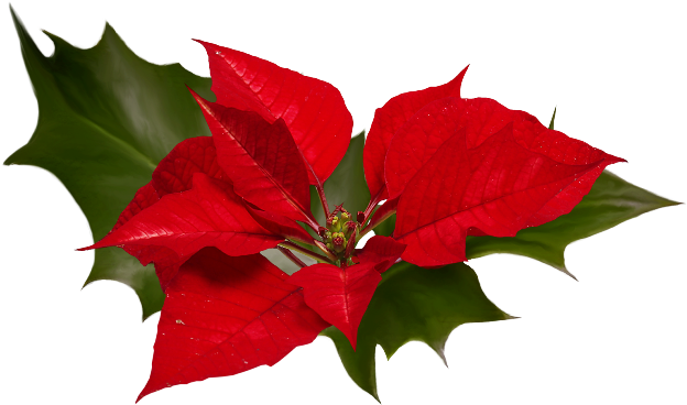 Fete Noel Fleurs Christmas Garland Clip Art Transparent - Fiori Di Natale Png (650x381)