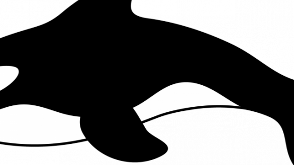 Orca Clipart 19 Svg Royalty Free Outline Huge Freebie - Orca Animated (585x329)