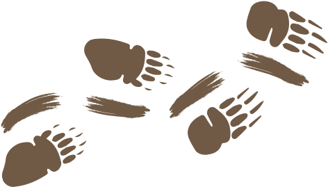 Mgc Animal Tracks Game - Porcupine Tracks Front And Back (478x278)