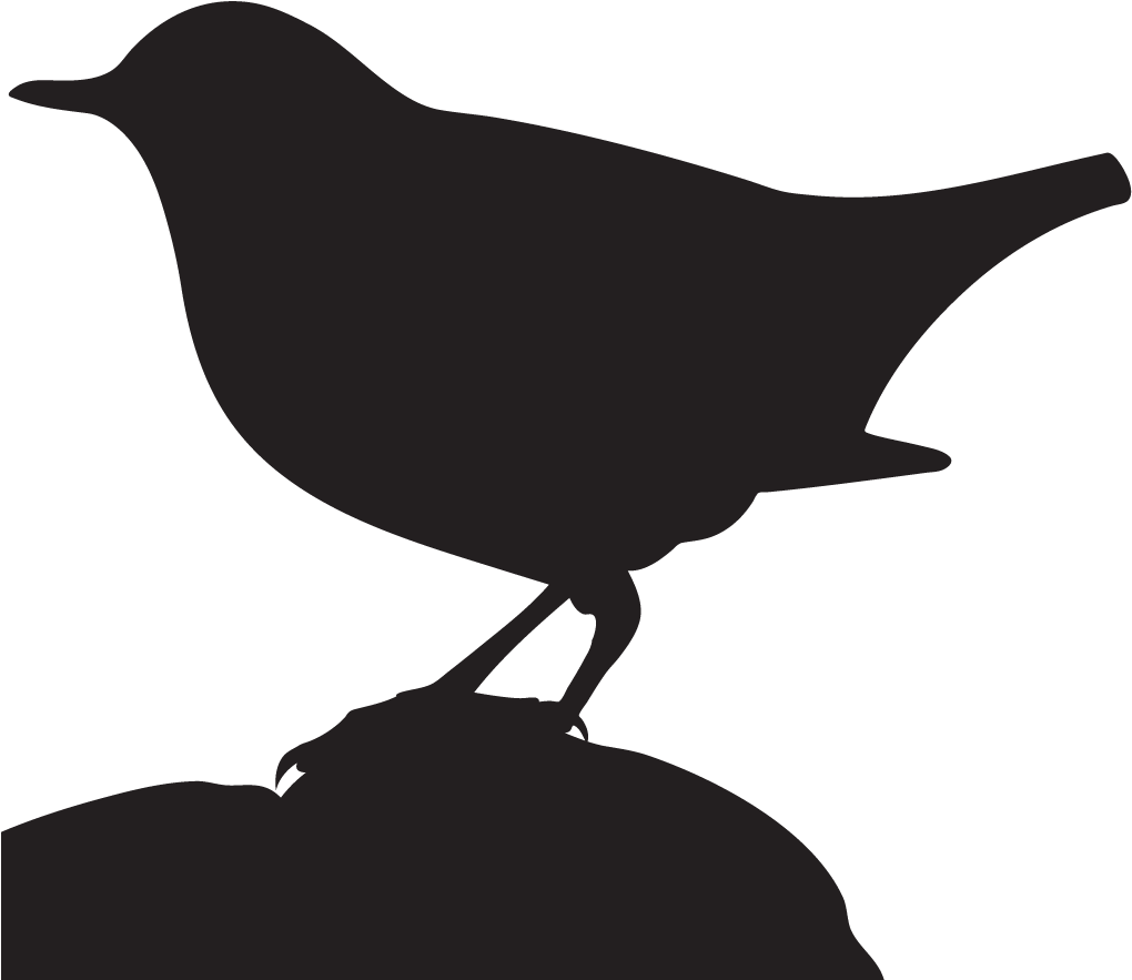 American Dipper - All About Birds (1024x1024)