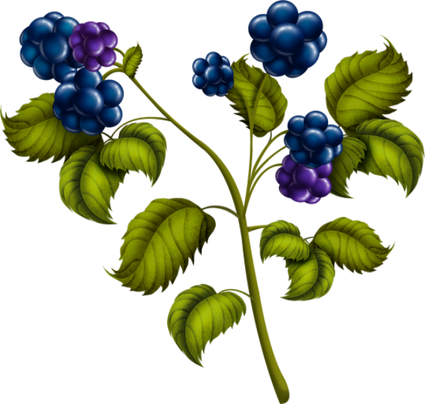 Mûres Png - Blackberry (600x570)