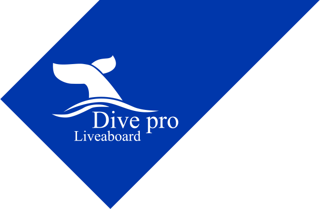 Dive Pro Liveaboard - No Profile (648x424)