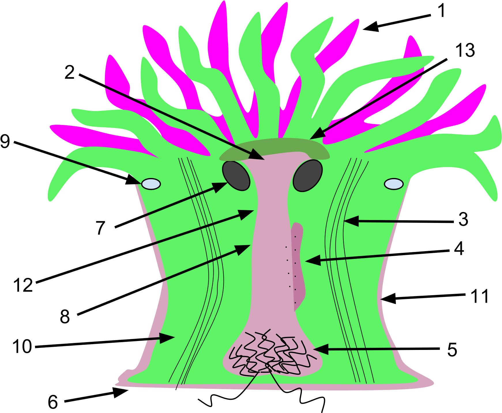 Clipart Transparent Stock Sea Anemone Clipart - Sea Anemone (2000x1500)