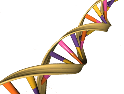 Clan Forrester Dna Information - Dna Double Helix (400x302)