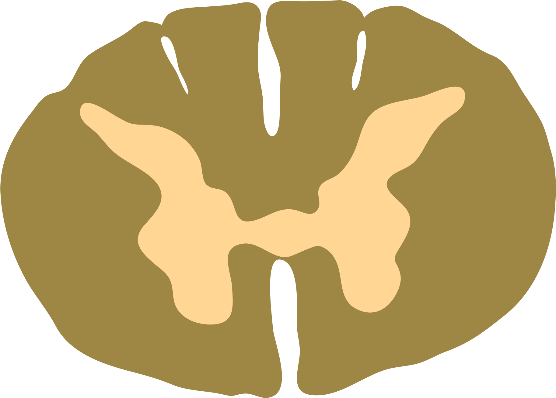 File Spinal Cord Thoracic Cross Section Wikimedia - Spinal Cord Cross Section Png (2000x1375)