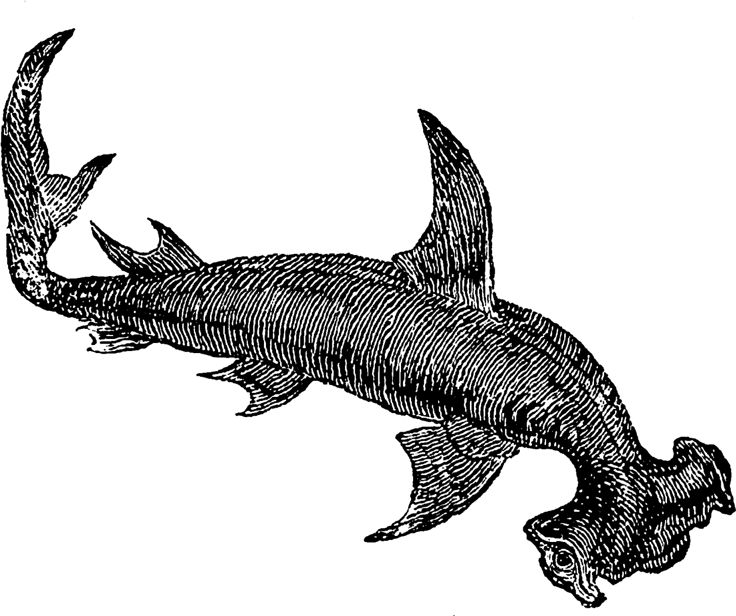 Even The First Digital Shark Clip Art Has A Very Mystical - Shark (1600x1275)