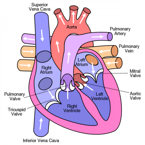 Heart Anatomy Blood Flow - Diagram Of The Heart (500x500)
