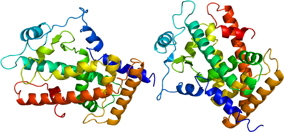 Own Work, Cc By-sa - Peroxisome Proliferator Activated Receptor Delta (1013x498)