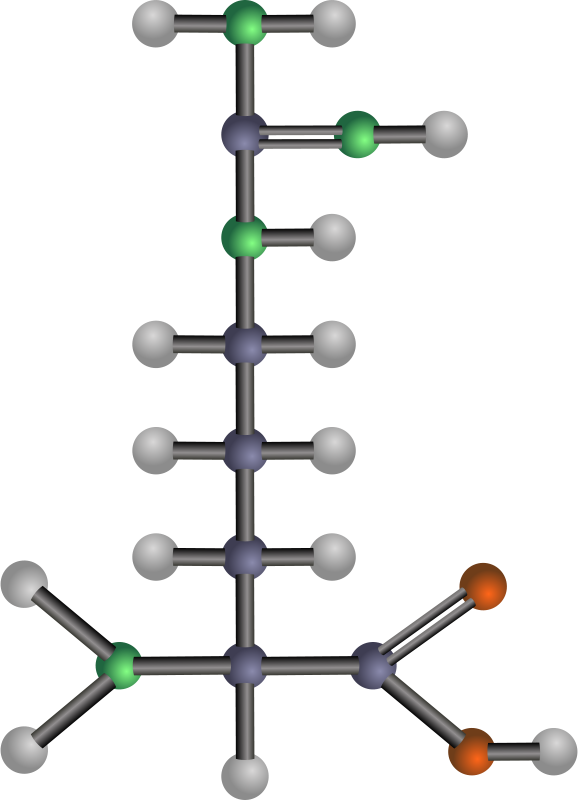 Arginine Clip Art - Amino Acids Clipart (578x800)