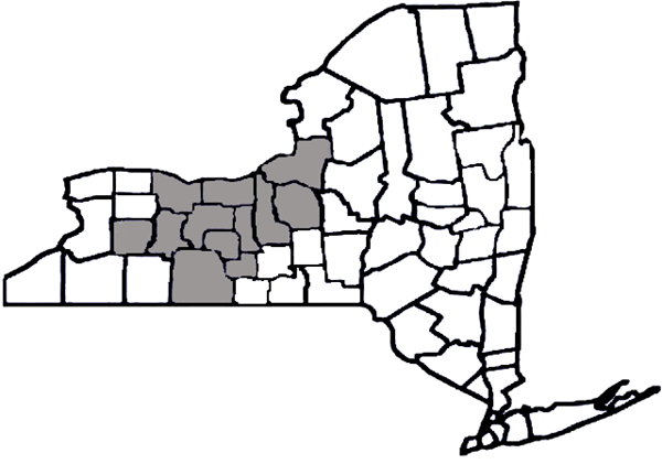 Strong Center For Developmental - Map Of New York (600x421)