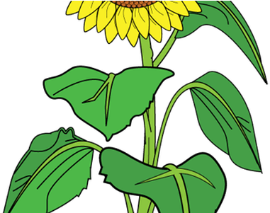 Best Wild Flowers Bouquet Clipart These Are - Clip Art Sun Flower (450x300)