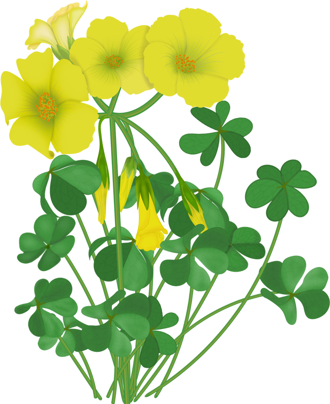 Flowers - Vector Wildflowers - Clip Art (643x788)