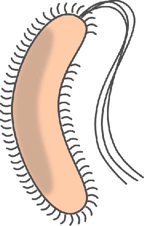 E Coli Cliparts - E Coli Clip Art (288x453)