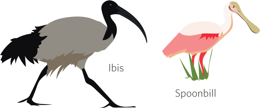 Ibises And Spoonbills - Ibis (1000x400)