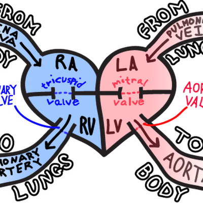 Blood Flow Through Your Heart Nursing Tips, Nursing - Heart Simple Explanation (400x400)