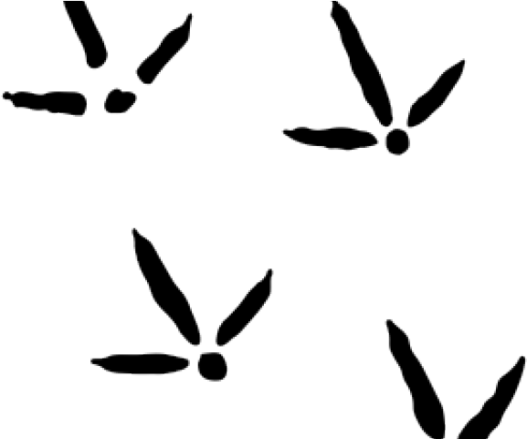 Track Clipart Clip Art - Turkey Tracks Clip Art (640x480)