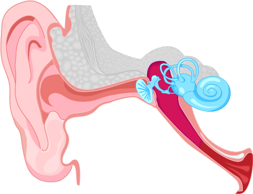 It Often Seems To Them That People Are “mumbling - Easy Diagram Of The Ear (537x425)