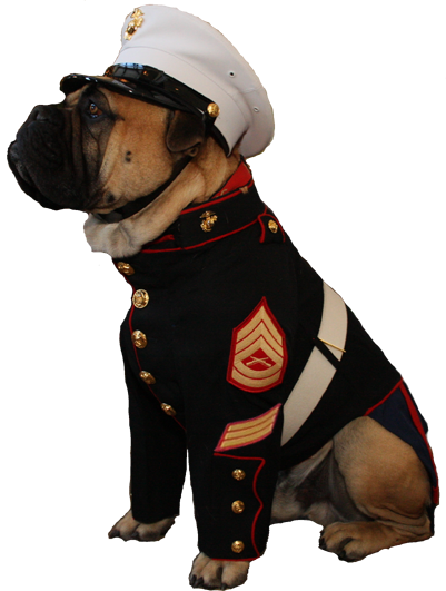 Marine Corps Dress Blues For Dogs (401x531)