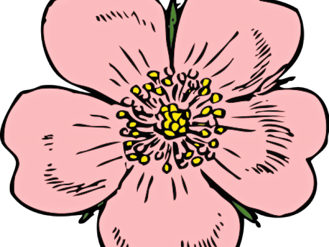Blossom Clipart Wild Flower - Peach Blossom Clip Art (640x480)