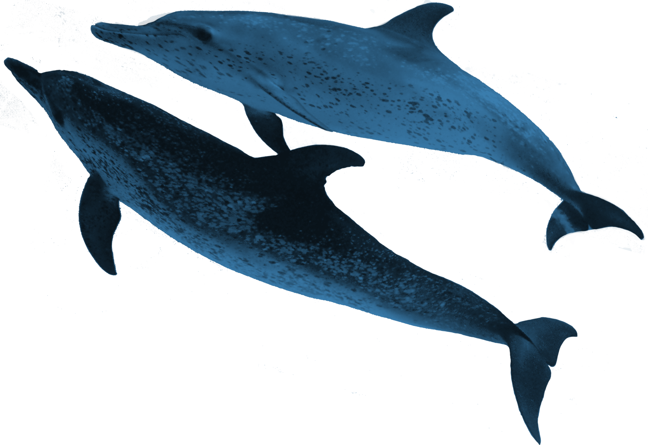 Png Marine Animals - Marine Animals Sign Png (2155x1482)