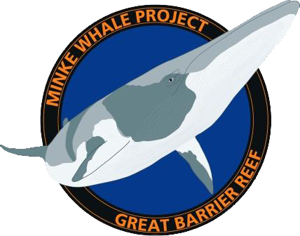 Minke Whale Project - Minke Whale (428x336)