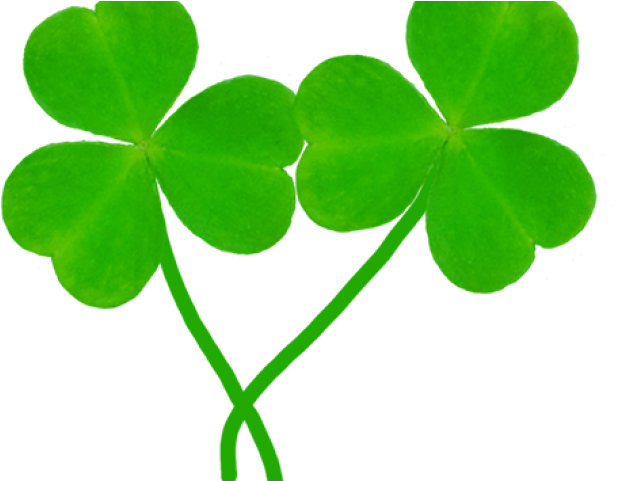 Shamrocks Clipart - Shamrocks Clipart (640x480)